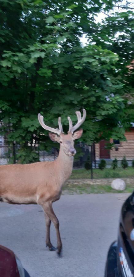 Pokoje Goscinne Na Stromej Zakopane Eksteriør billede